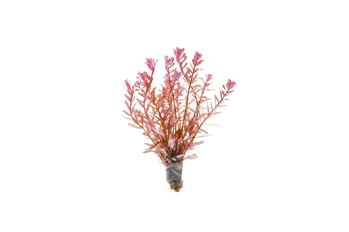 Image of ROTALA MANIPURENSIS