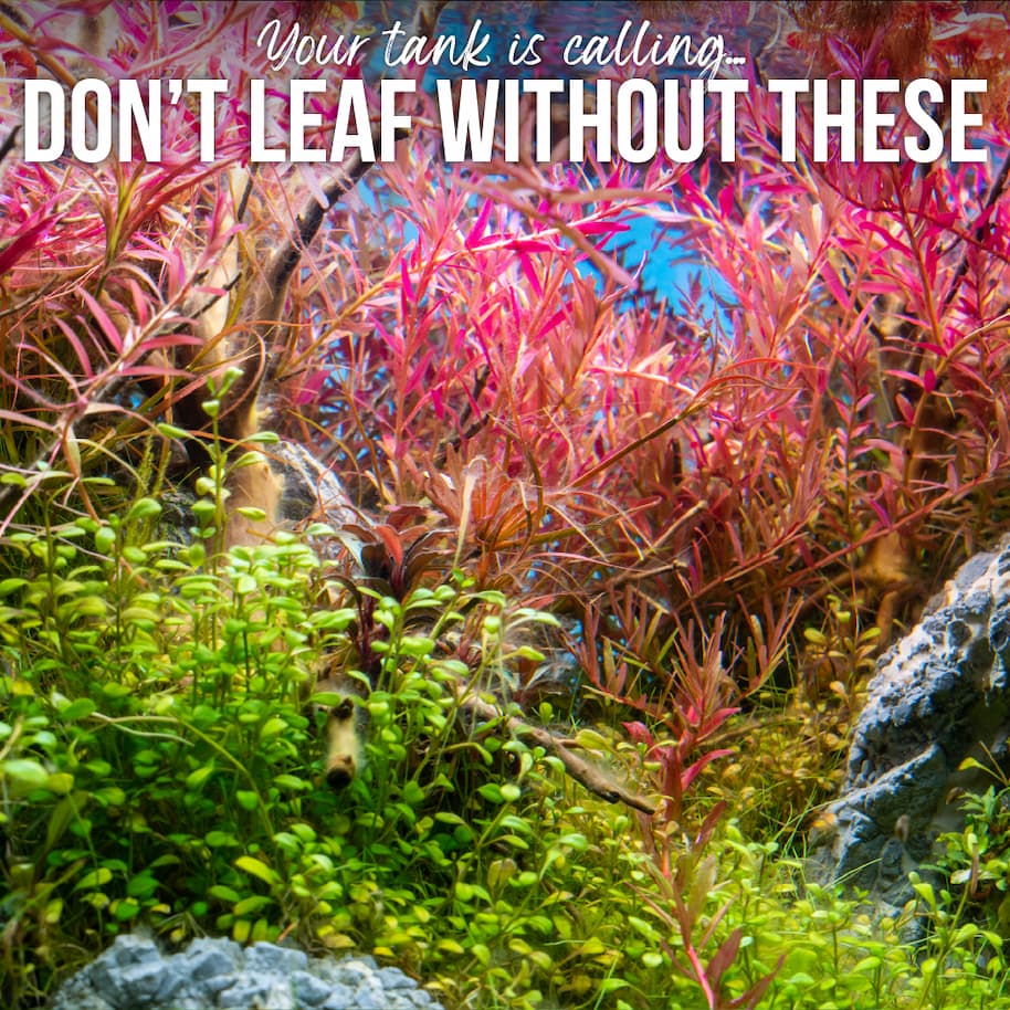 Available Aquarium Plants