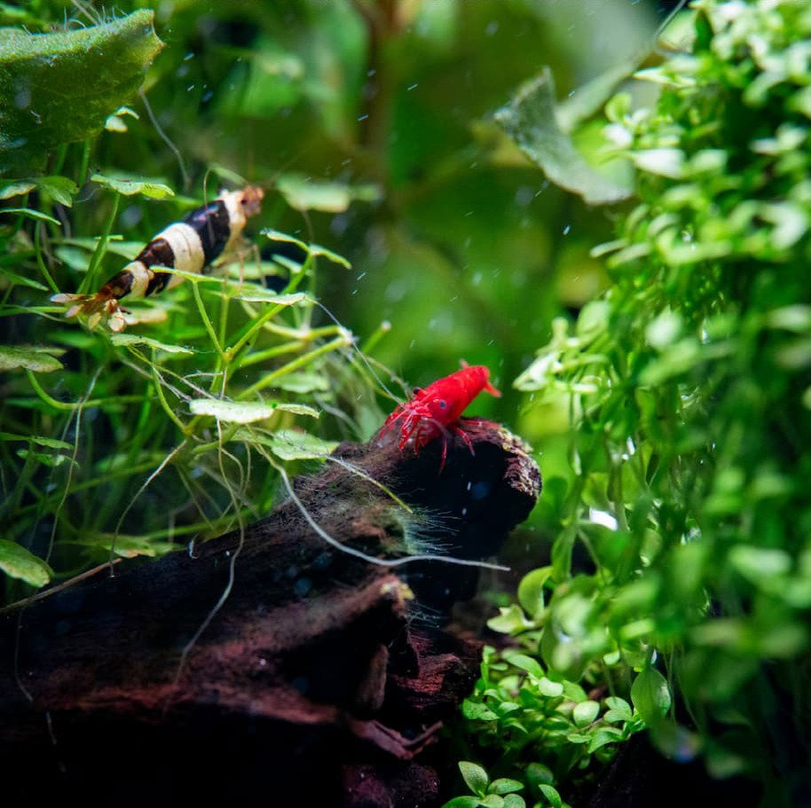 Freshwater Shrimp for Aquarium