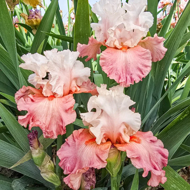 Image of Quiet Grace Bearded Iris