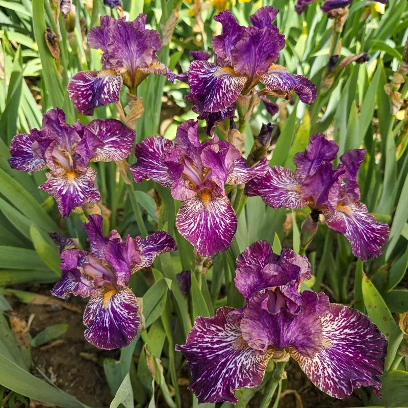 Image of Tribal Tattoo Bearded Iris