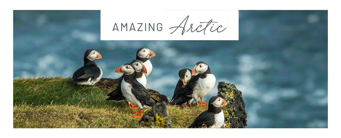 Amazing Arctic