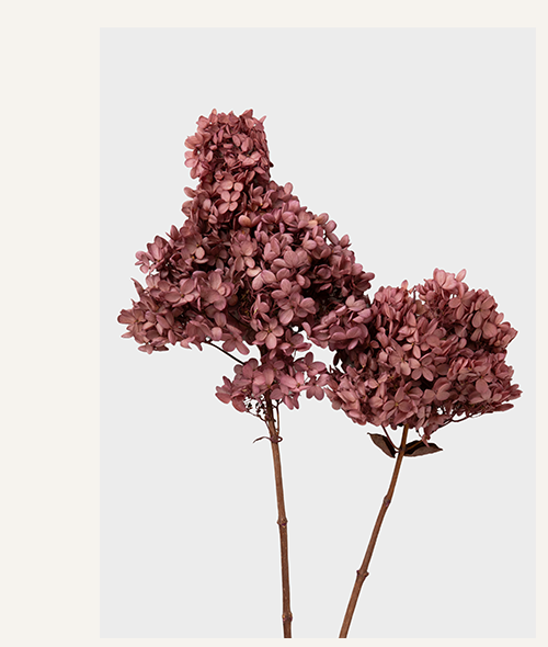 Dusty Pink Mauve Preserved Cone Hydrangea Stem