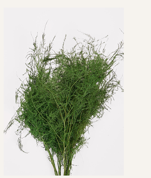 Preserved Asparagus Plumosus Fern - 12