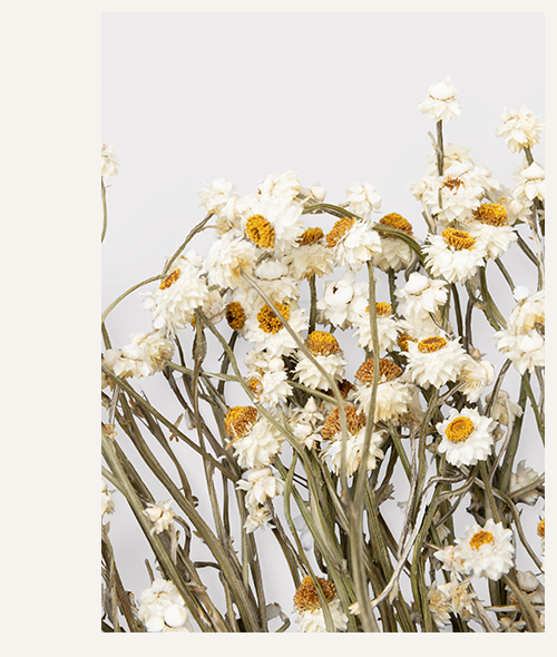 Natural White Dried Ammobium Flowers - 4 oz Bunch