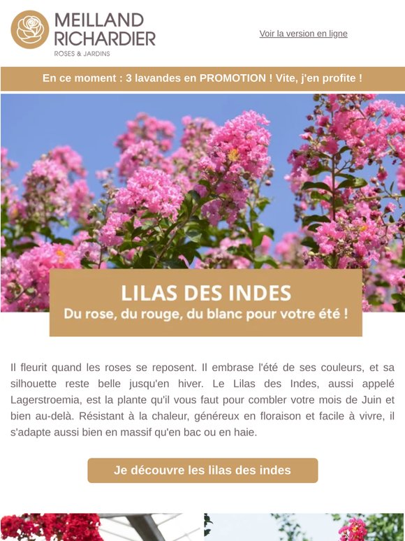 Les Lilas des Indes sont de retour !