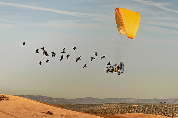 Two researchers fly in a small aircraft, buoyed by a yellow parachute, alongside a flock of northern bald ibis (<i>Geronticus eremita</i>) over the rolling fields of Spain.