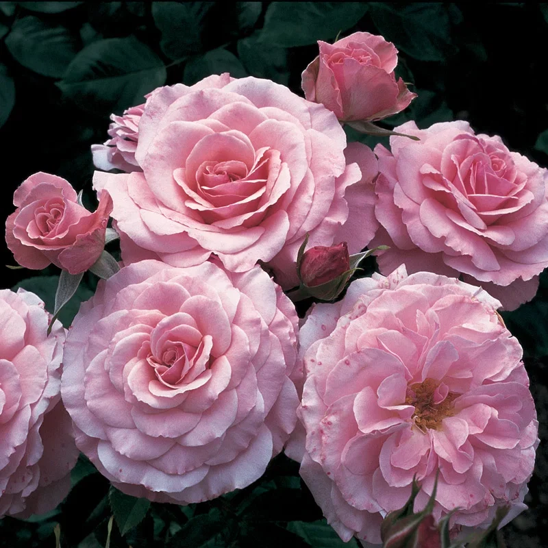 Sexy Rexy Floribunda Rose
                  