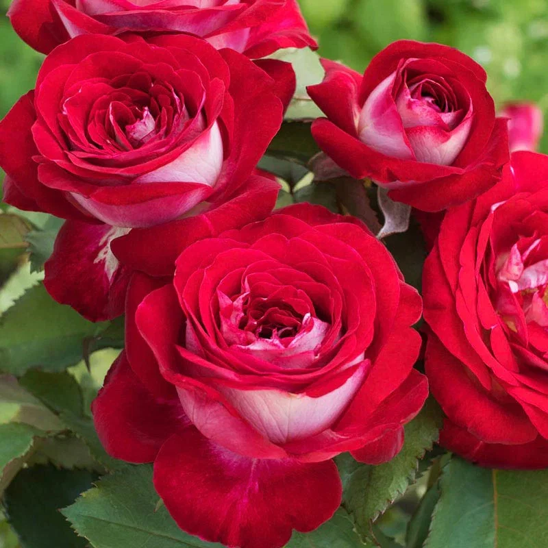 Love at First Sight Hybrid Tea Rose