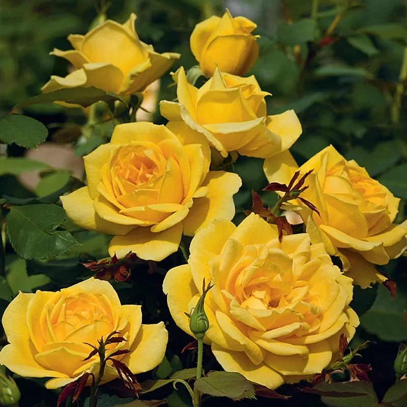 Ch-Ching™ Grandiflora Rose
