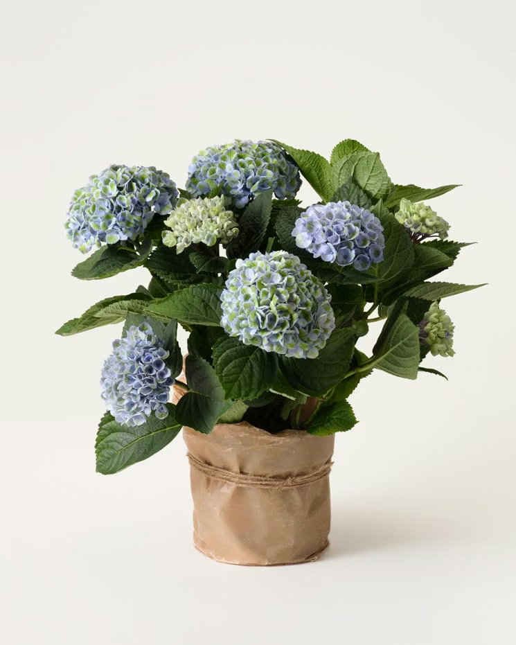 Hortensia