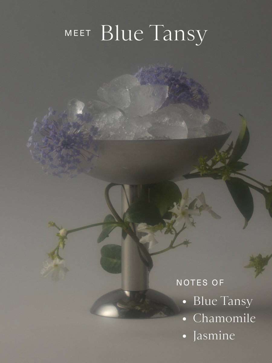 Meet Blue Tansy