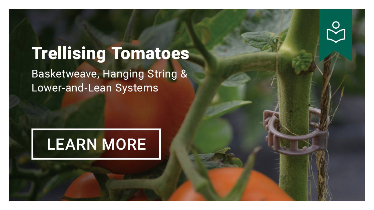 Trellising & Crop Support Systems for Tomatoes - Learn More