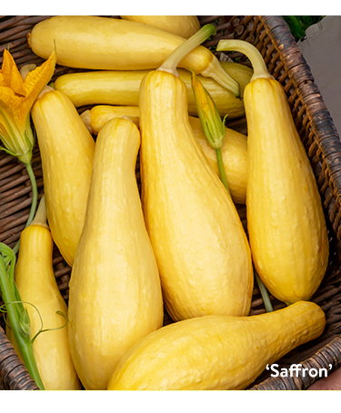 Summer Squash