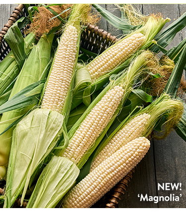 Corn Seeds
