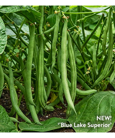 Bean Seeds