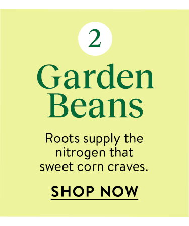 Bean Seeds