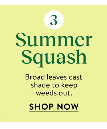 Summer Squash