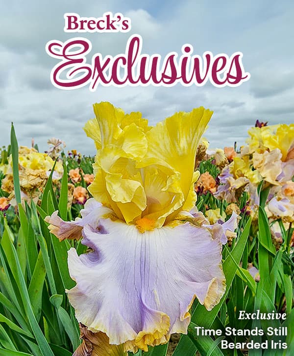 Breck's Exclusives