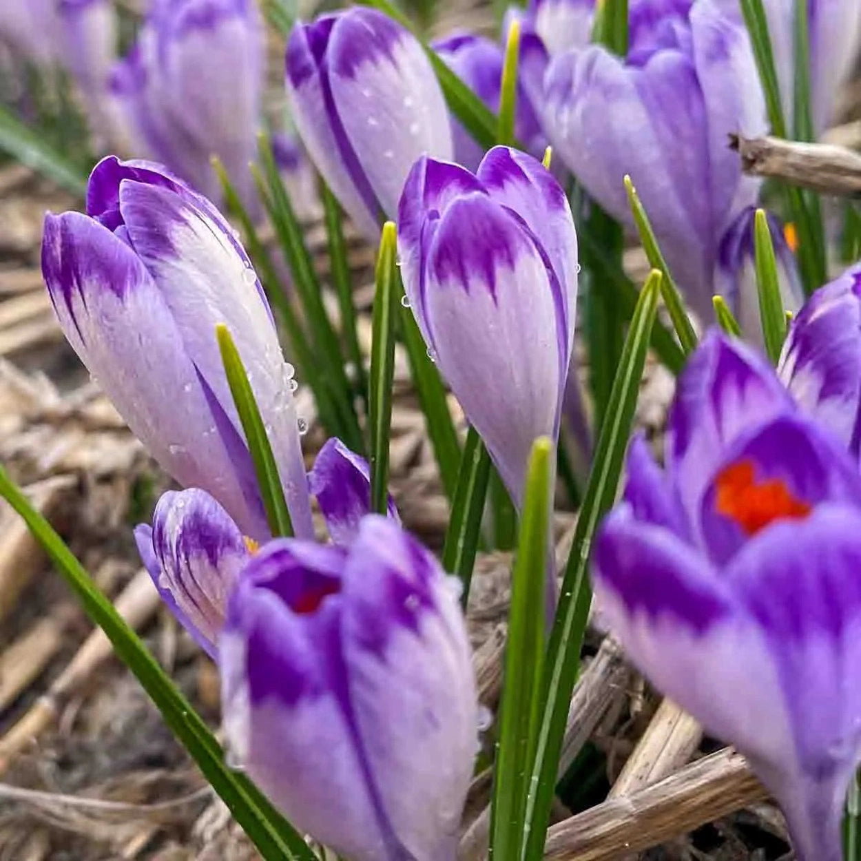 Harry Hay Crocus