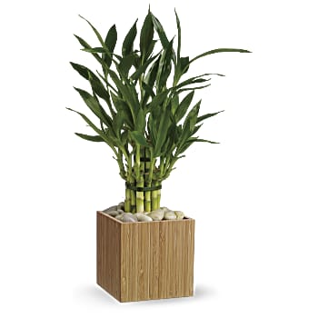 Teleflora's Good Luck Bamboo