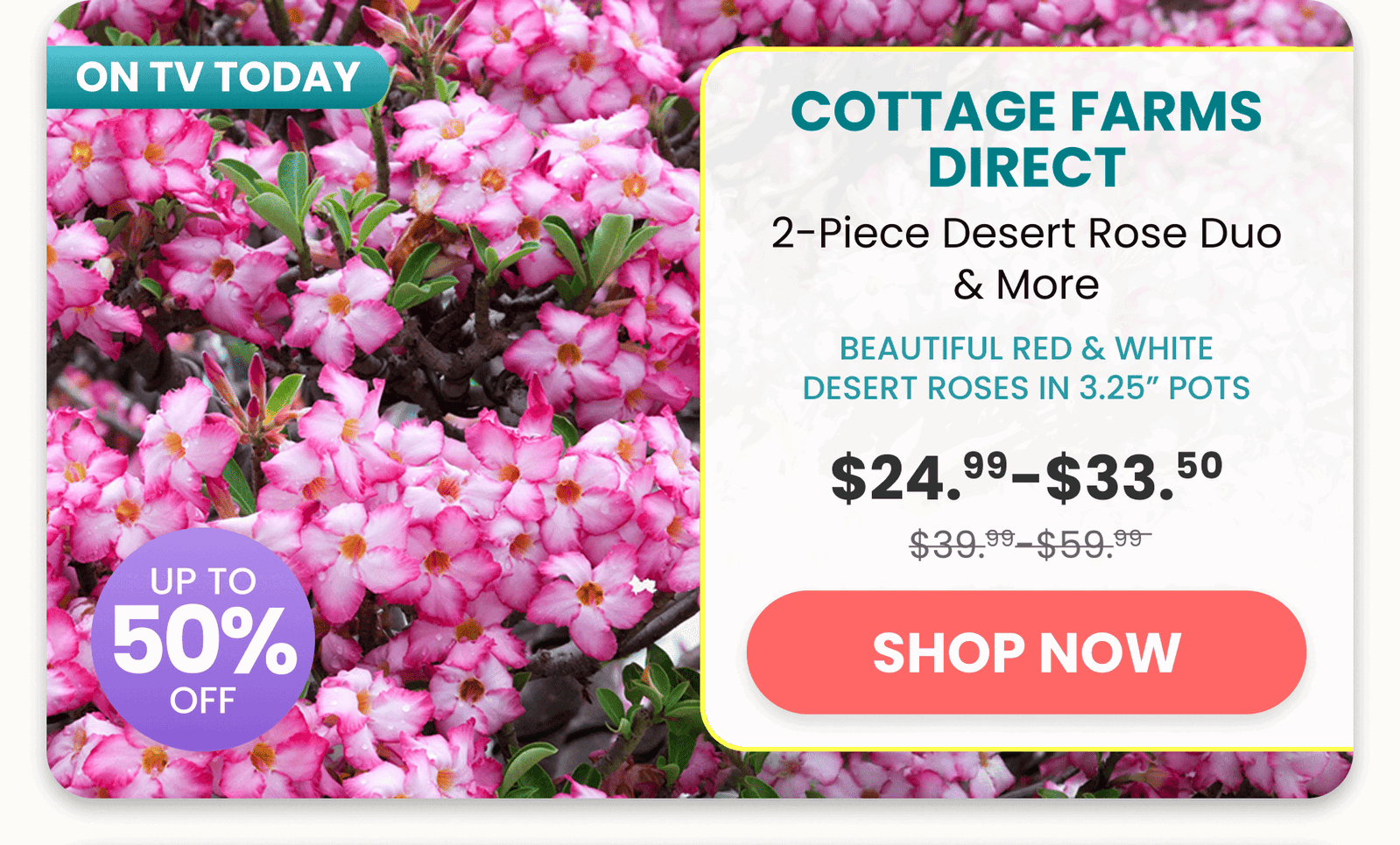 Cottage Farms Direct	2-Piece Desert Rose Duo & More/Beautiful red & white desert roses in 3.25” pots