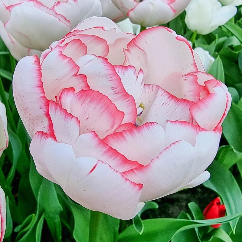 Wild Romance Tulip