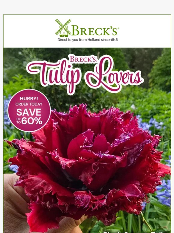 Save Up to 60% in the New Tulip Lovers Catalogue 🌷