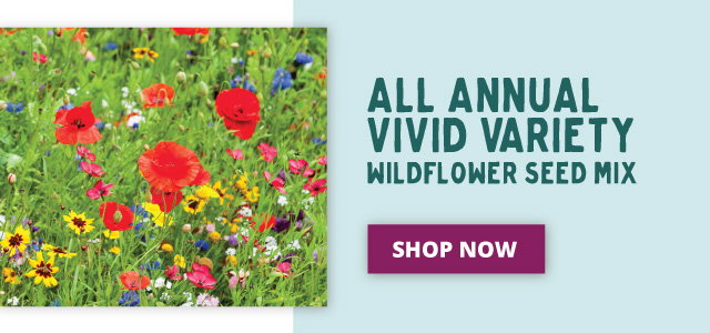 All Annual Vivid Variety Wildflower Seed Mix
