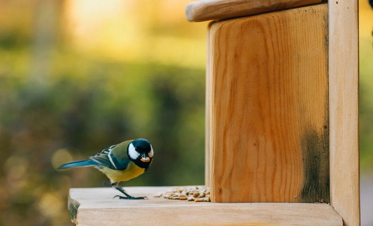 Tit at nest box