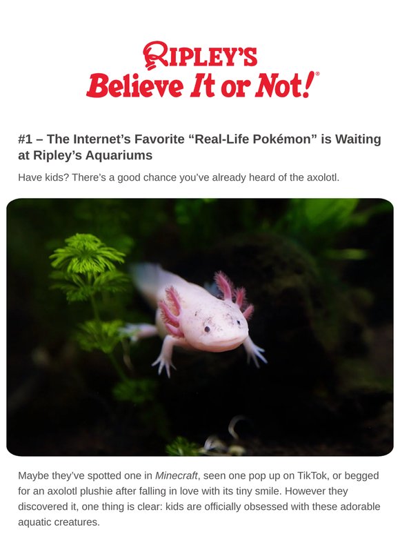 🌊 The Amazing Axolotl