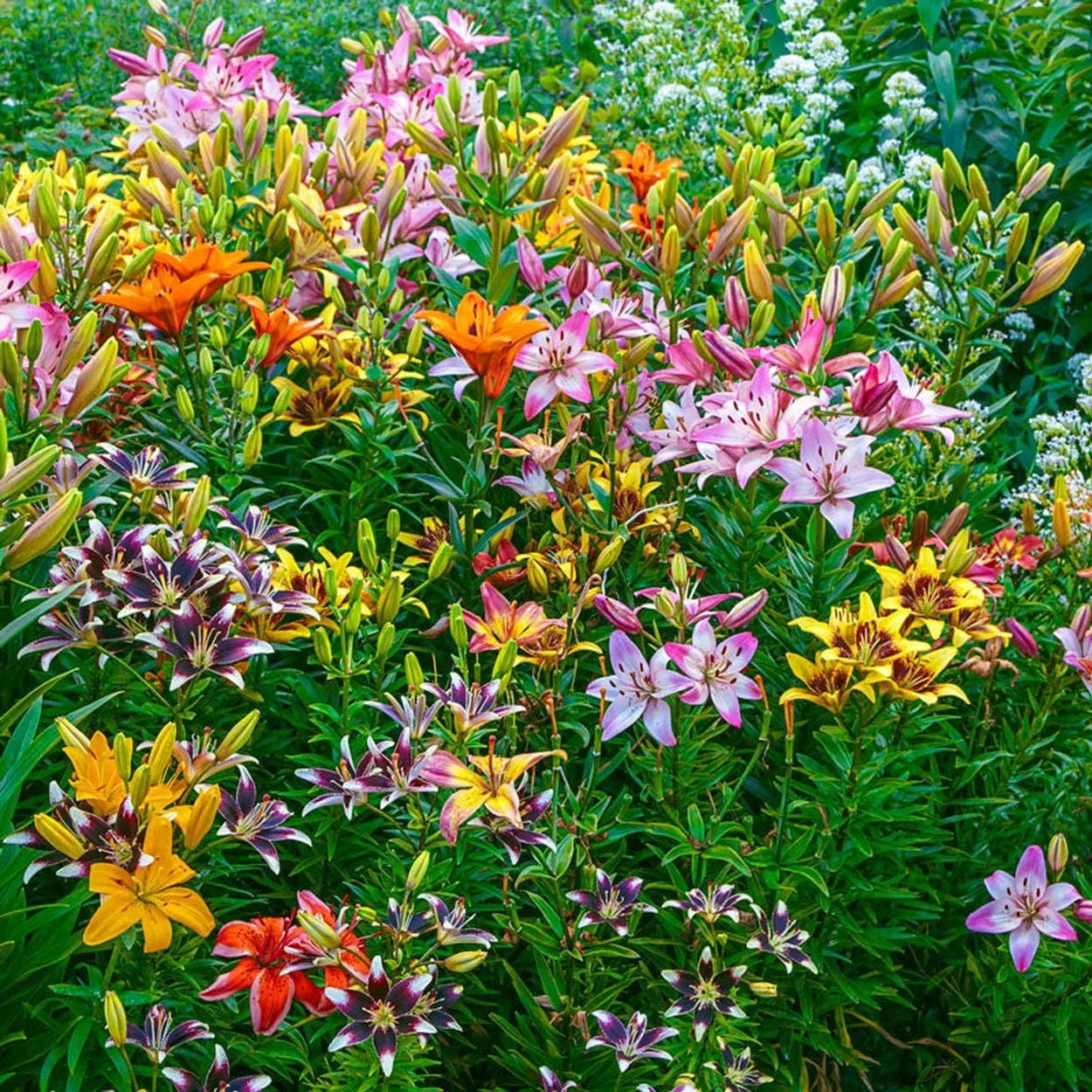 Fireworks Lily Mixture