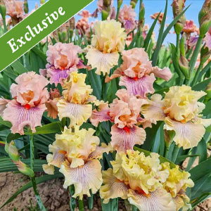 All in Line Bearded Iris Mixture