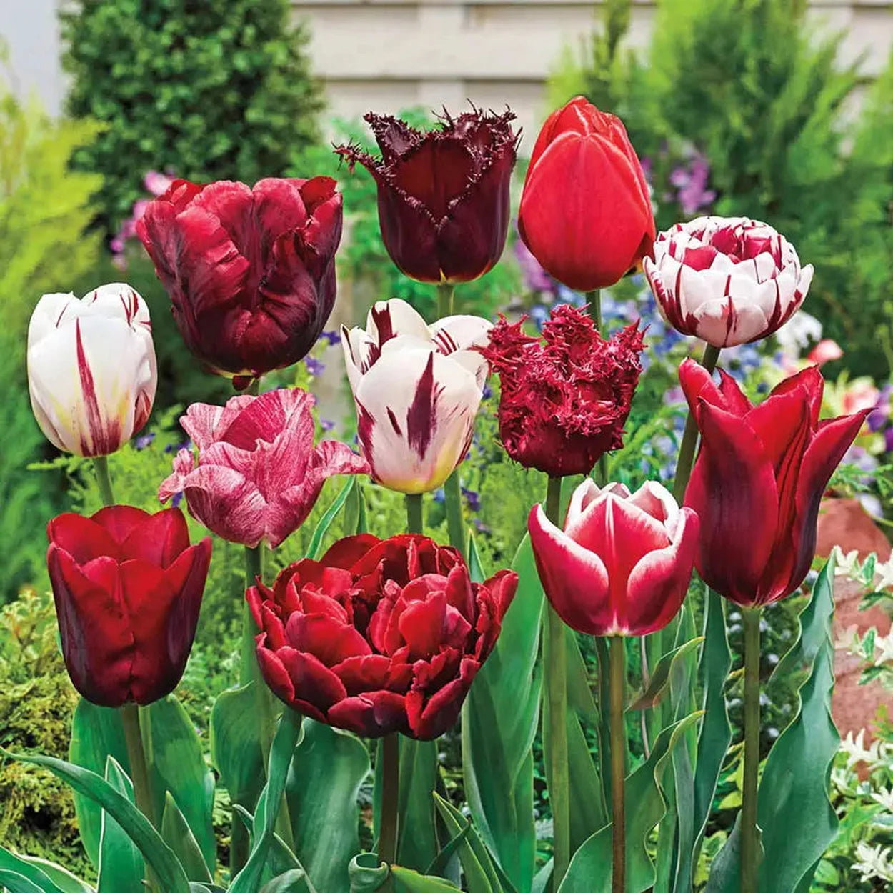 Variatie Red™ Tulip Mixture