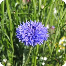 Bleuet champêtre Blue boy 