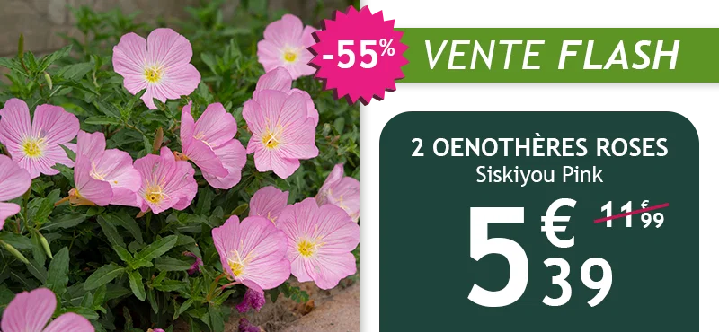Le lot de 2 oenothères roses est à -55% soit 5,39€ au lieu de 11,99€ !