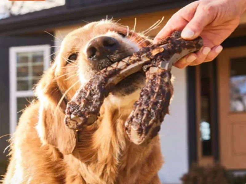 Woof Dog Products lifestyle image