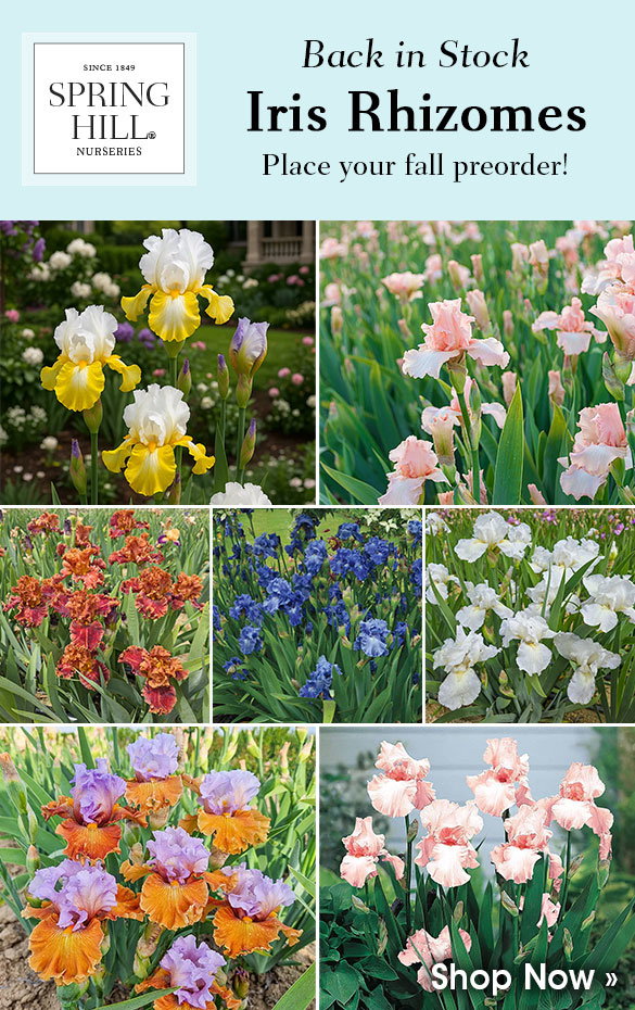 Back in Stock | Preorder Fall-Shipped Irises
