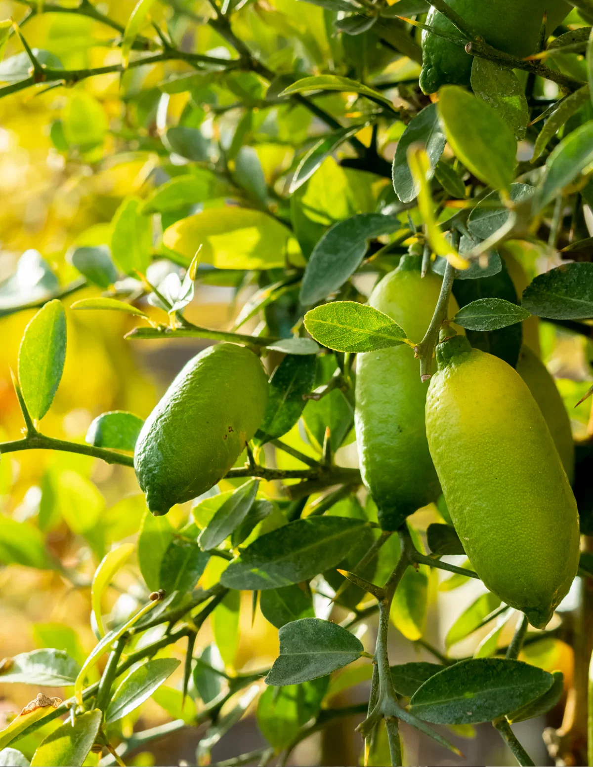 Image of Australian Finger Lime