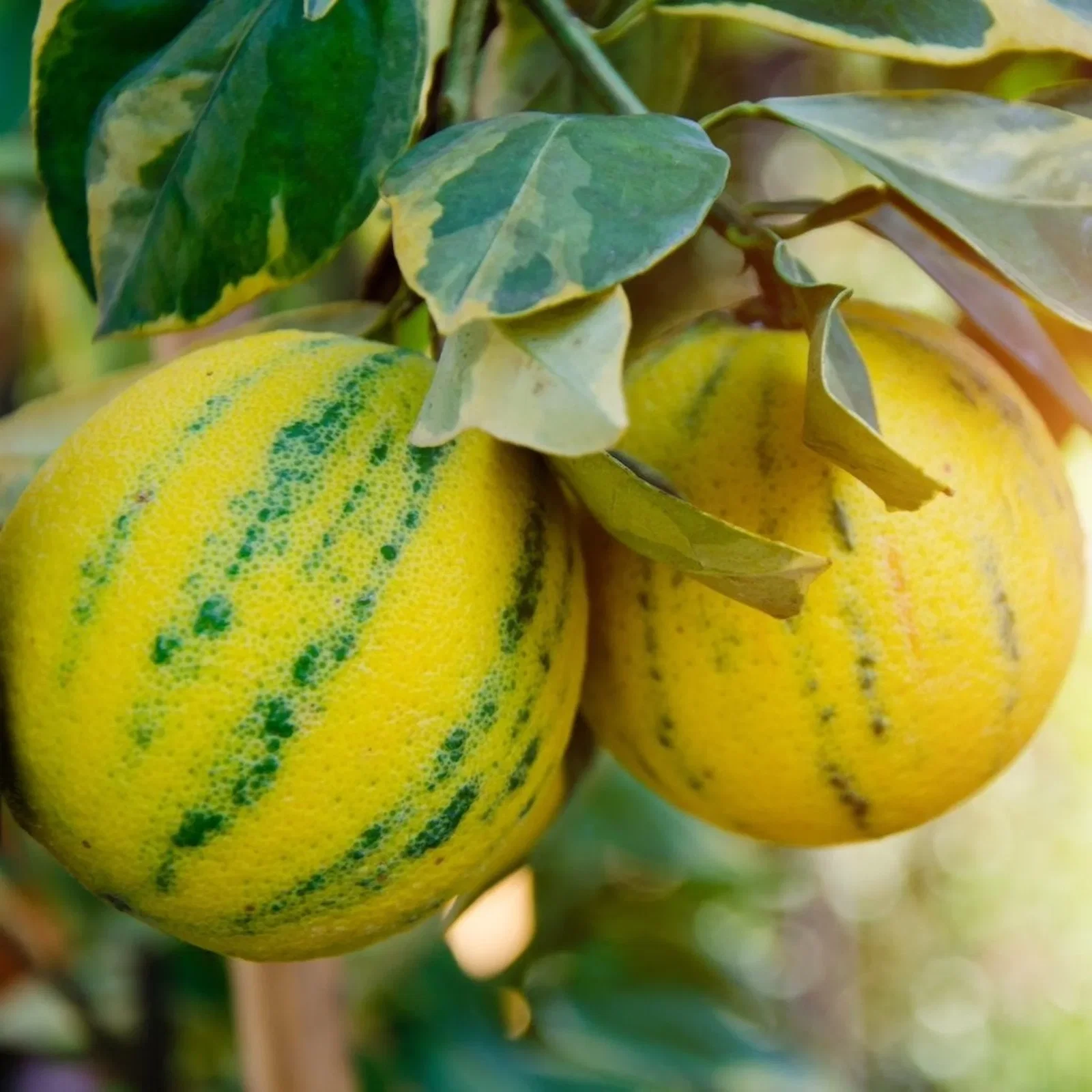Image of Pink Eureka Lemon