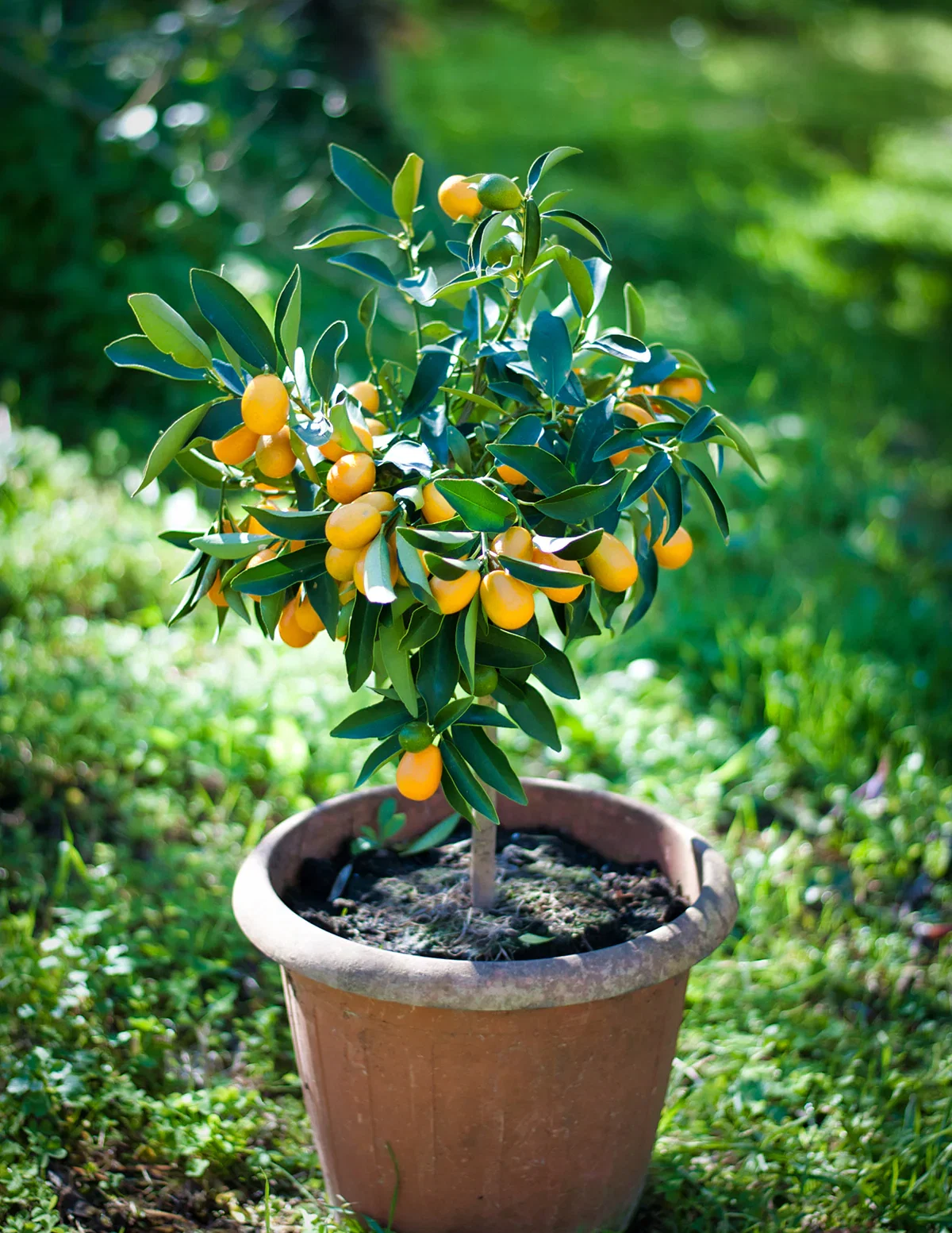 Image of Fukushu Kumquat