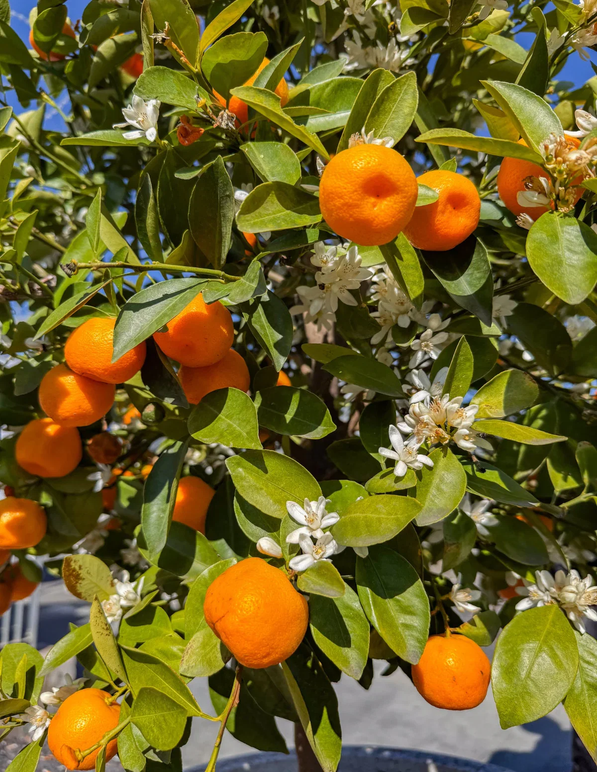 Image of Owari Satsuma