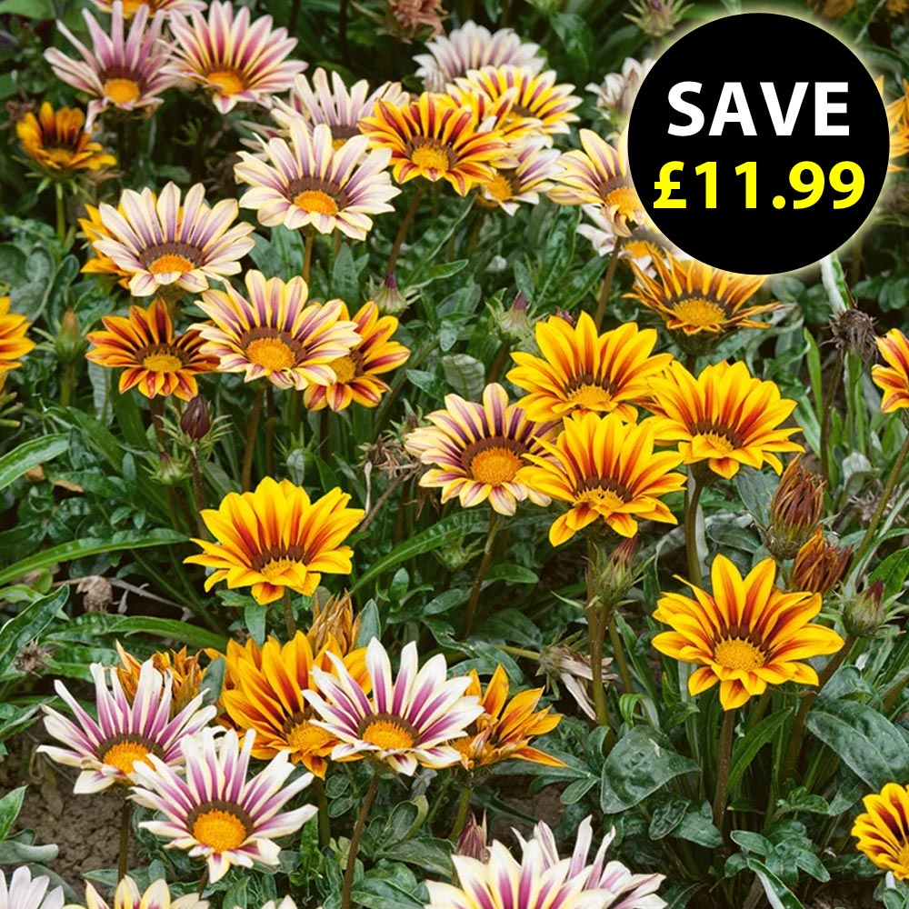 Gazania 'Tiger Stripes Mixed'