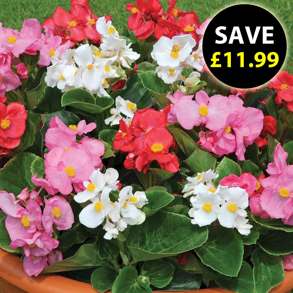 Begonia 'Lotto Mixed'