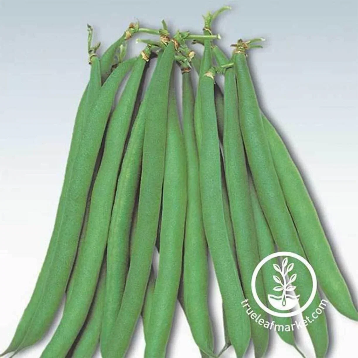 Bean Seeds - Bush - Masai