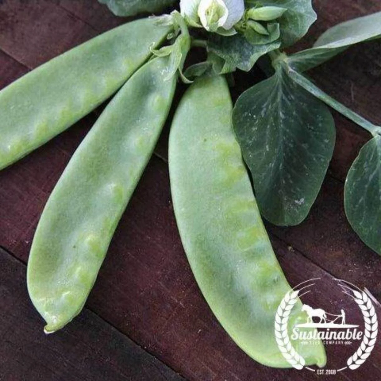 Pea Seeds - Snow - Oregon Giant (Organic)