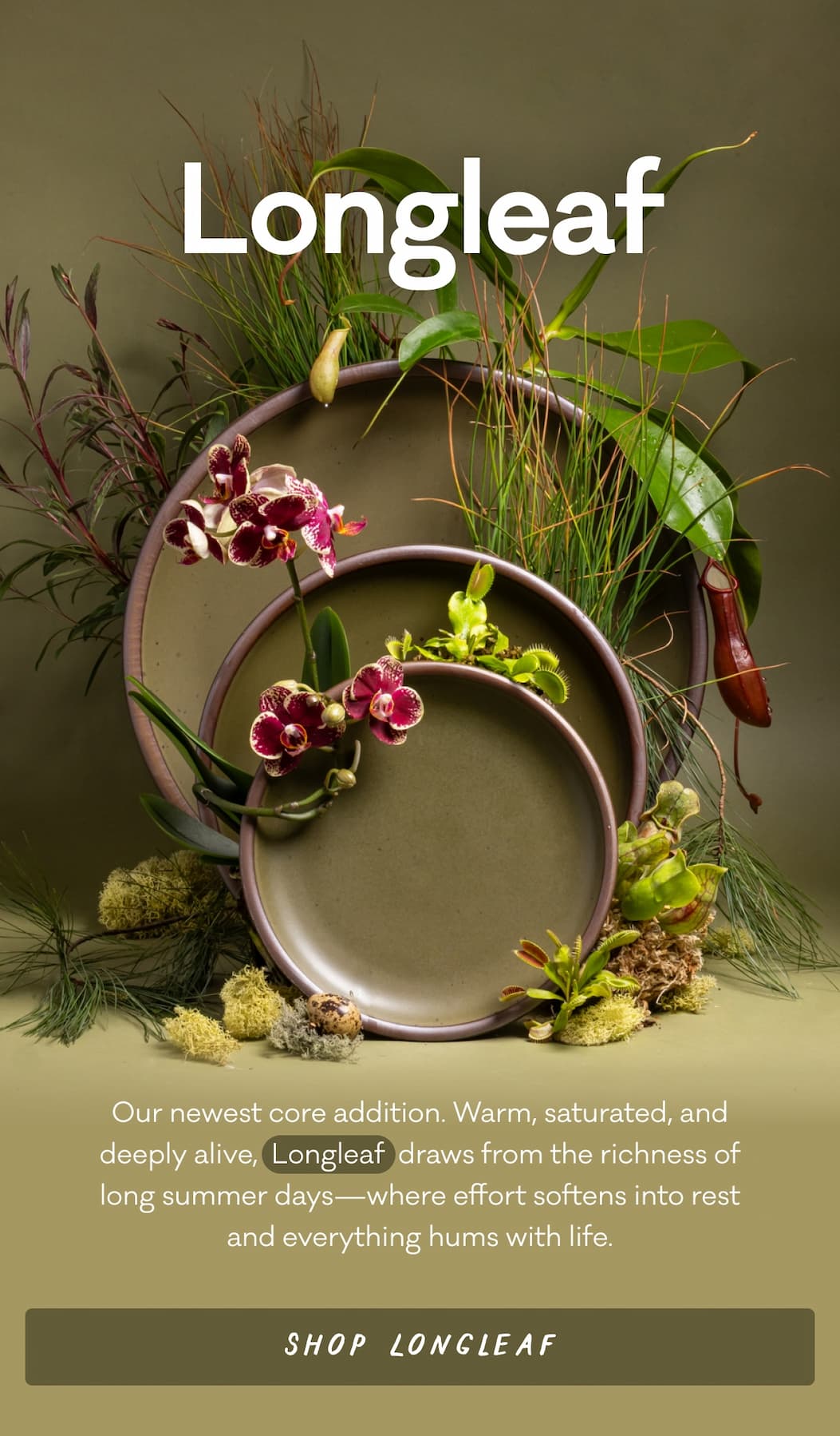 Our newest core addition. Warm, saturated, and deeply alive,  Longleaf  draws from the richness of long summer days—where effort softens into rest and everything hums with life. Shop Longleaf
