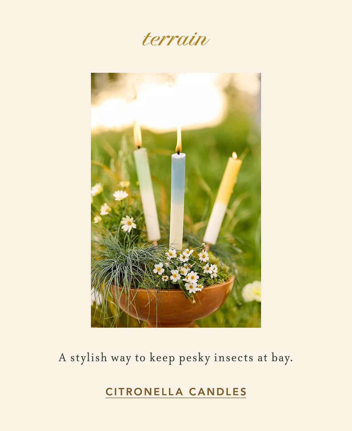 Shop citronella candles