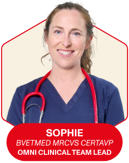 meet sophie, our lovely inhouse vet