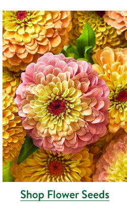 Flowers to Sow Now